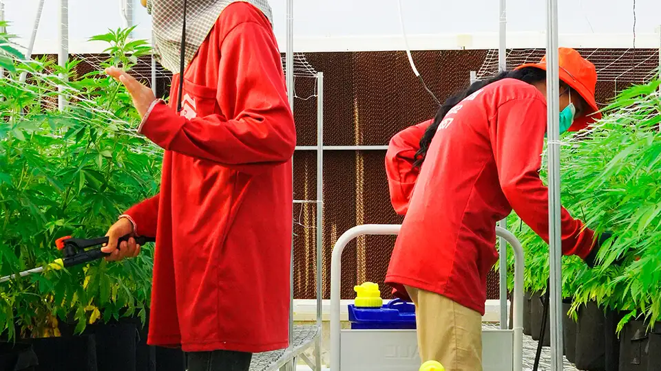 Cannatopia Farm image