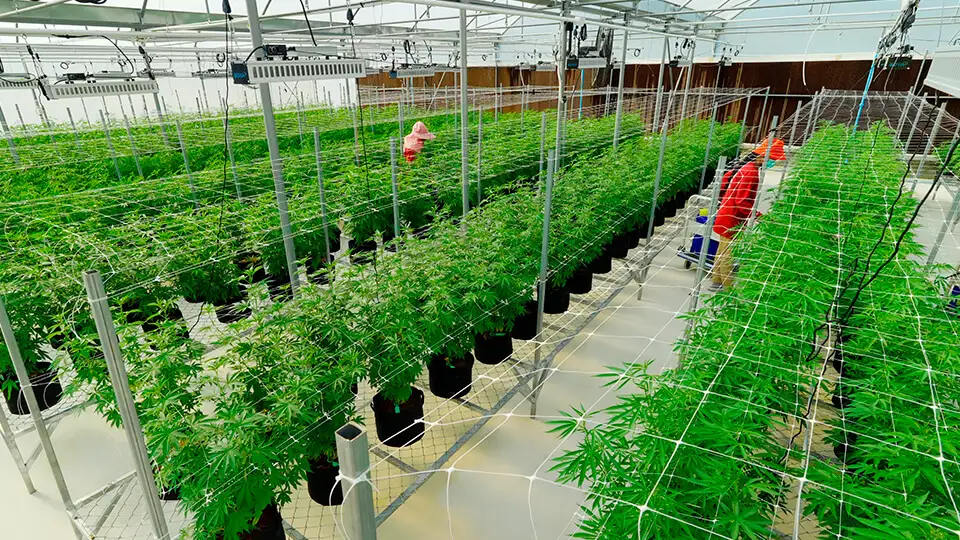 Cannatopia Farm image