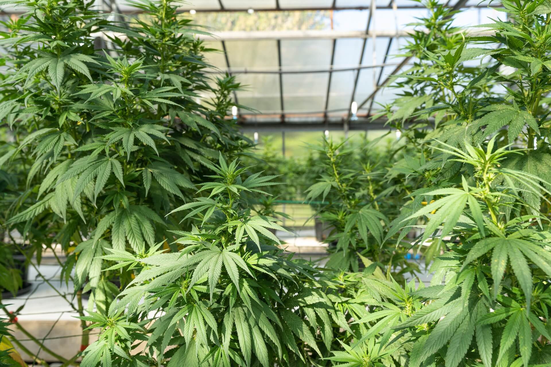 Differences Between Male and Female Cannabis Plants