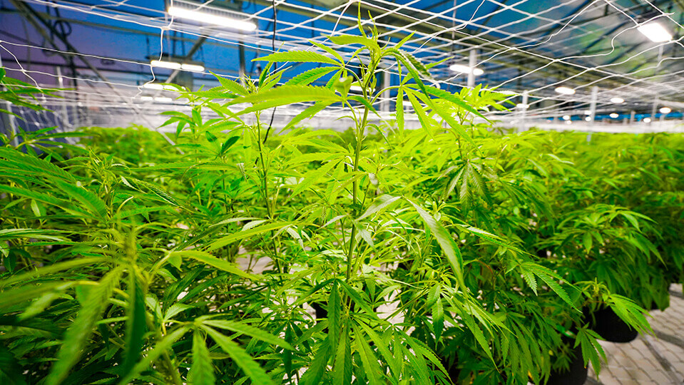 Exploring the Healing Potentials of Thai Medical Cannabis