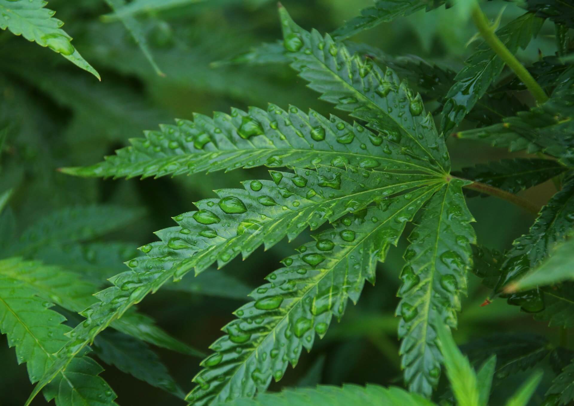 Hemp vs. Marijuana in Thailand: What’s the Difference?